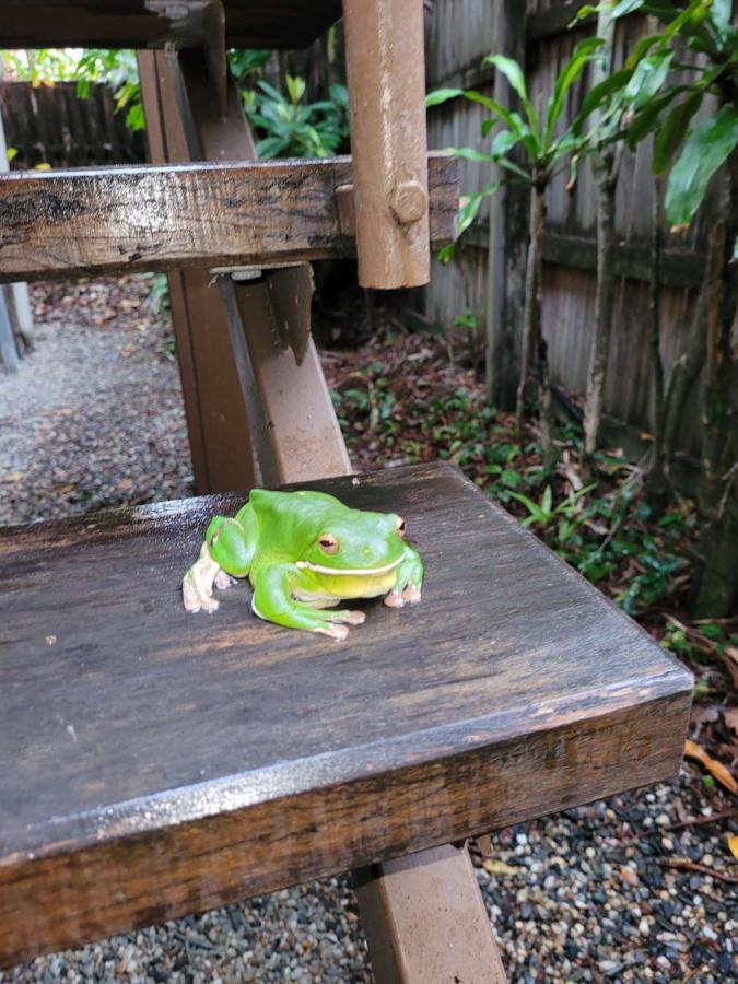 Travellers Paradise Cairns Luaran gambar A green tree frog