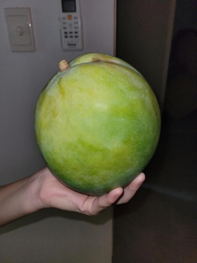 Travellers Paradise Cairns Luaran gambar An unripe mango