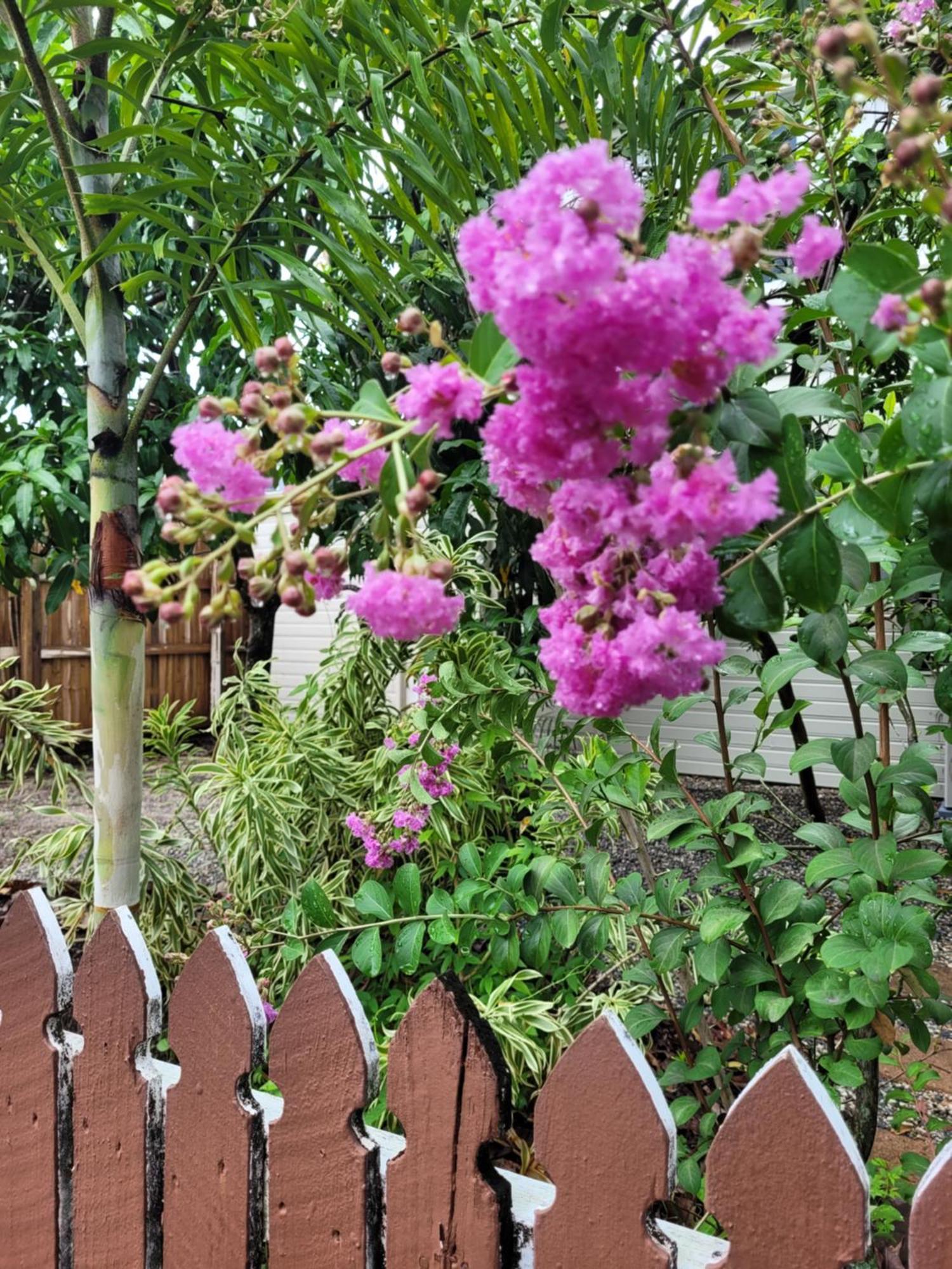 Travellers Paradise Cairns Luaran gambar Lagerstroemia speciosa