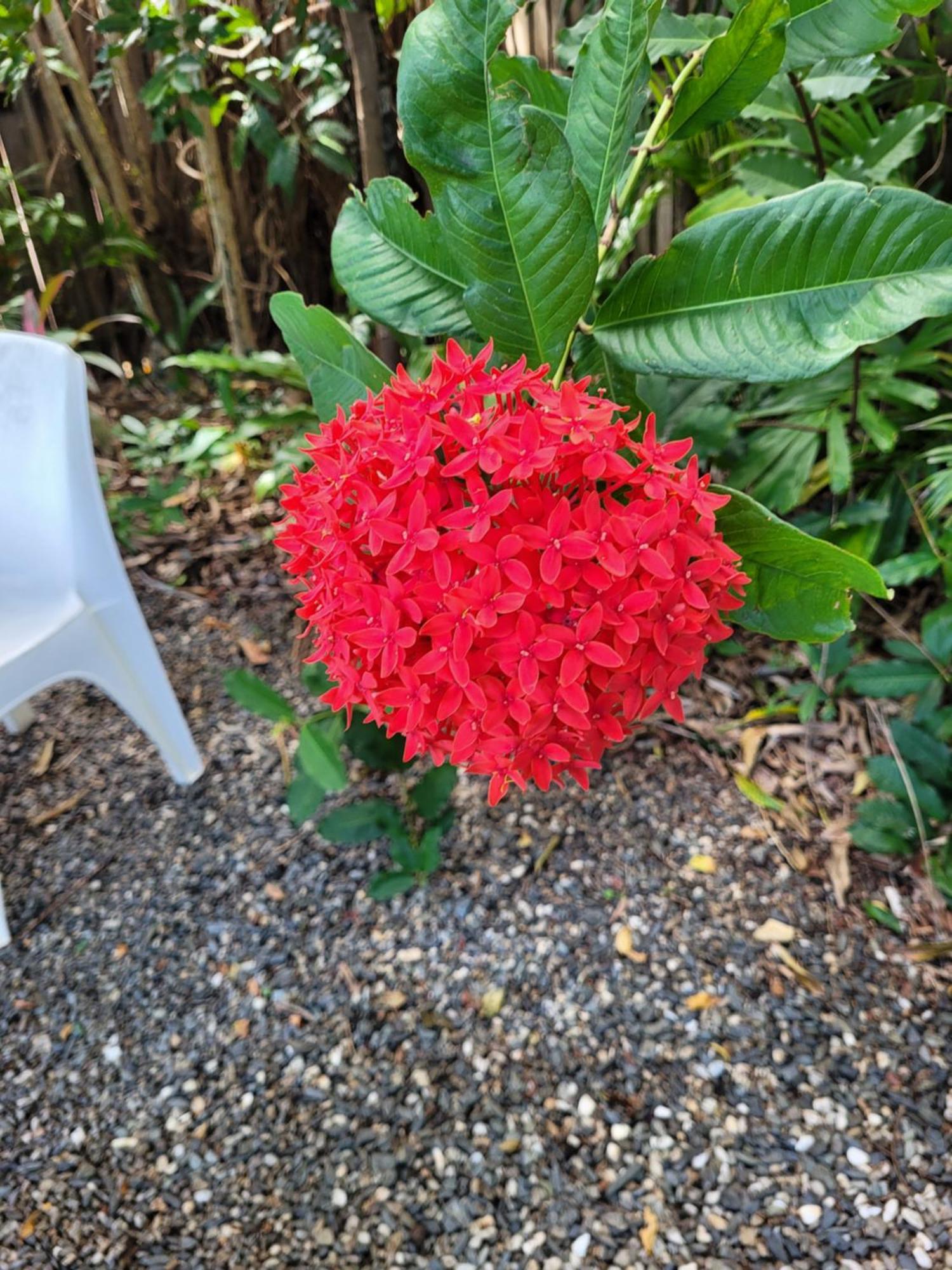 Travellers Paradise Cairns Luaran gambar Flower of a red variety